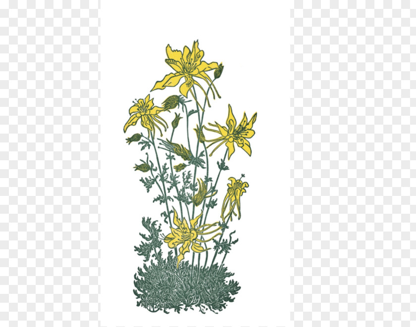 Chrysanthemum North Bay Records Wirtualna Polska Roman Chamomile Flora PNG