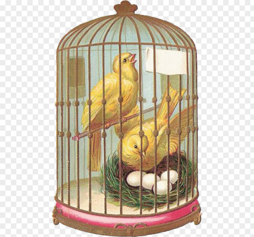 Bird Birdcage Domestic Canary Tanager PNG