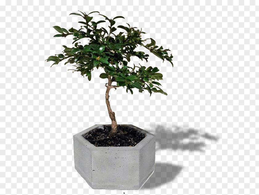 Bonsai Sageretia Theezans Tree Houseplant Flowerpot PNG