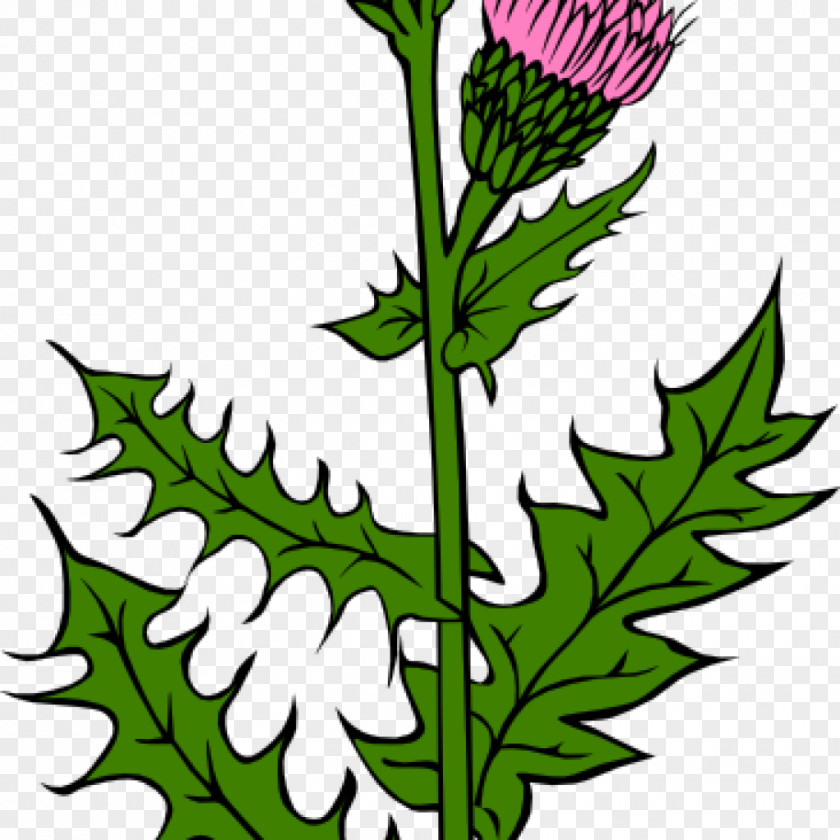 Bud Flag Of Scotland Thistle Clip Art Vector Graphics PNG