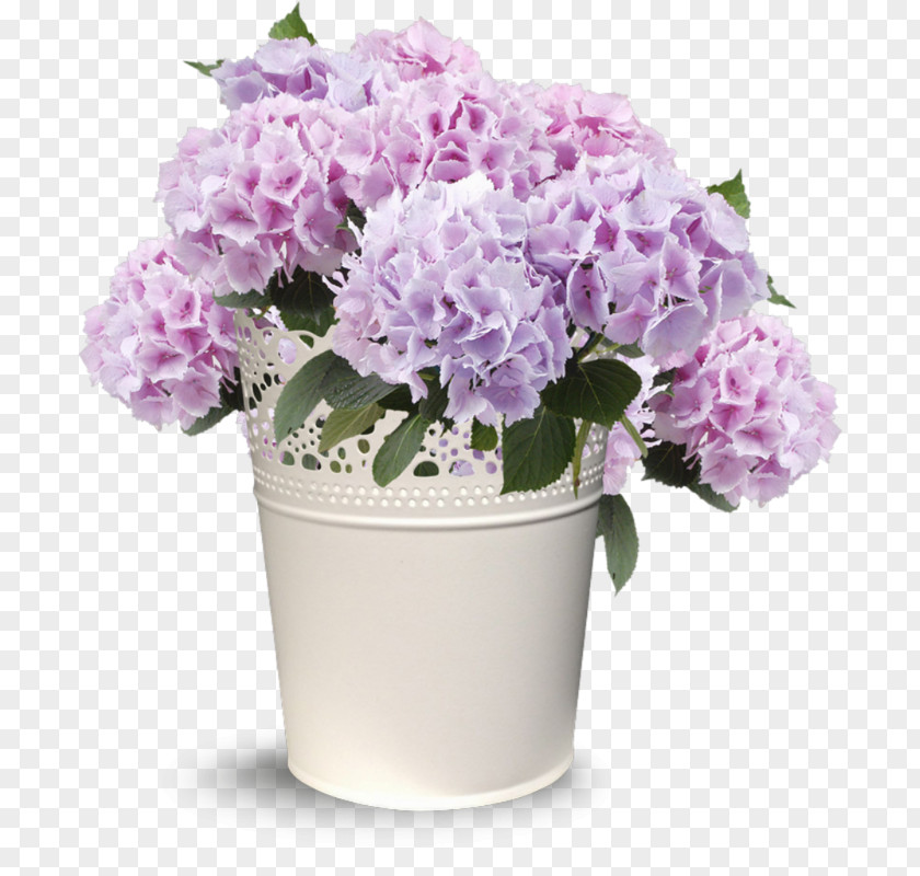 Flower Hydrangea Floral Design Cut Flowers Flowerpot PNG