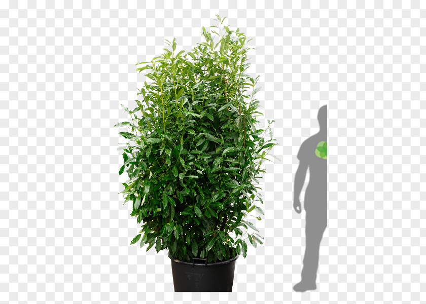 Tree Cherry Laurel Portuguese Bay Shrub PNG