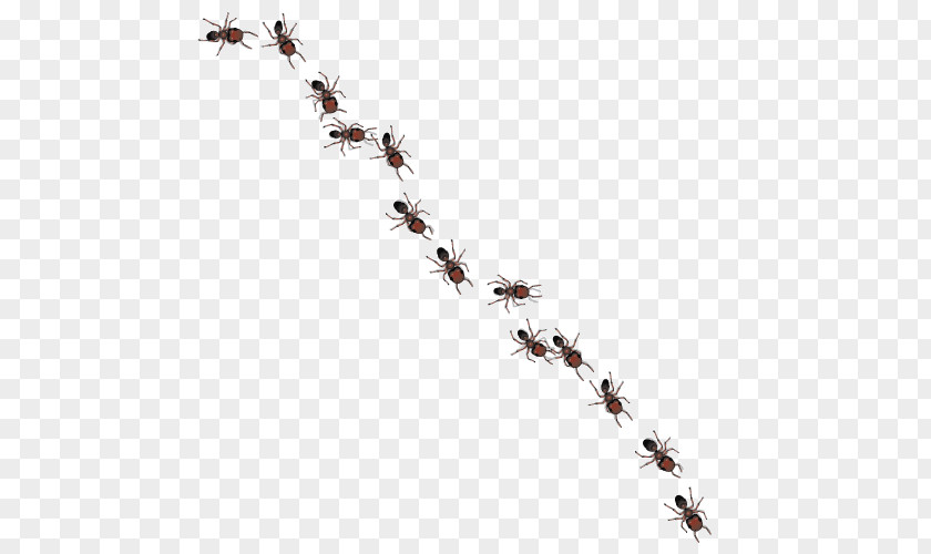 Ant Royalty-free Clip Art PNG
