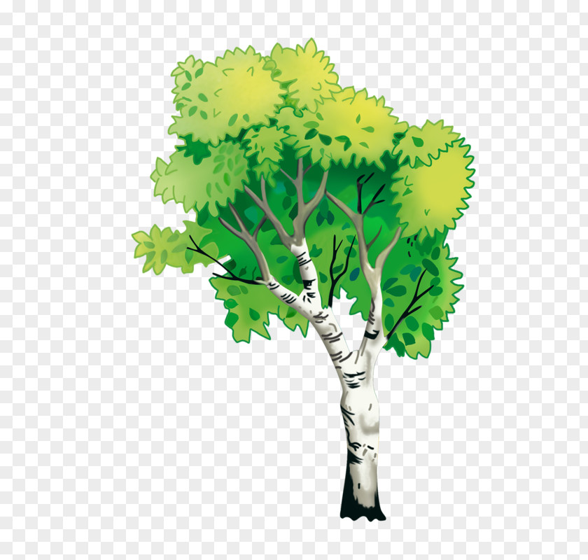 Natural Environment Nature Tree PNG