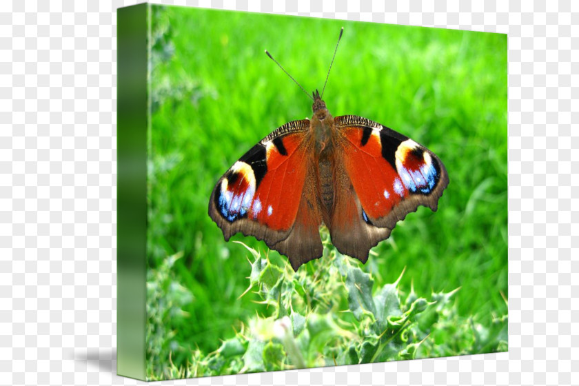 Brush-footed Butterflies Gossamer-winged Ecosystem Fauna Lepidoptera PNG