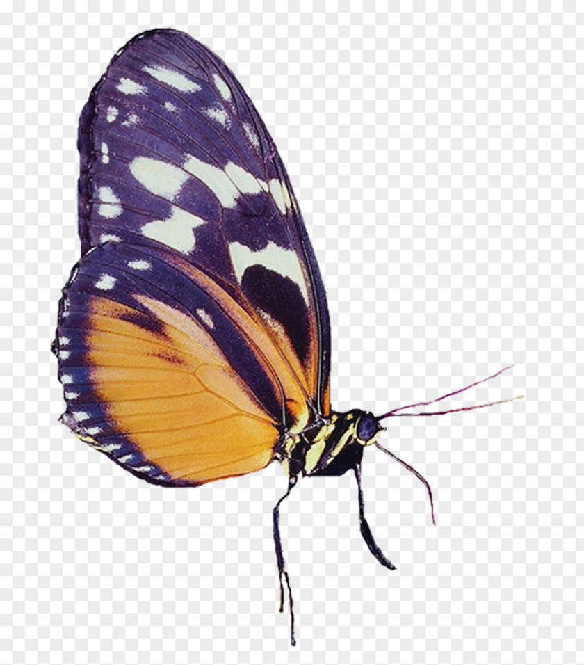 Butterfly Monarch Gossamer-winged Butterflies Clip Art PNG