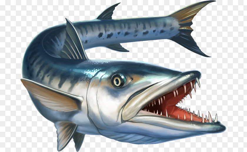 Fish Great Barracuda Stock Photography Illustration Royalty-free PNG