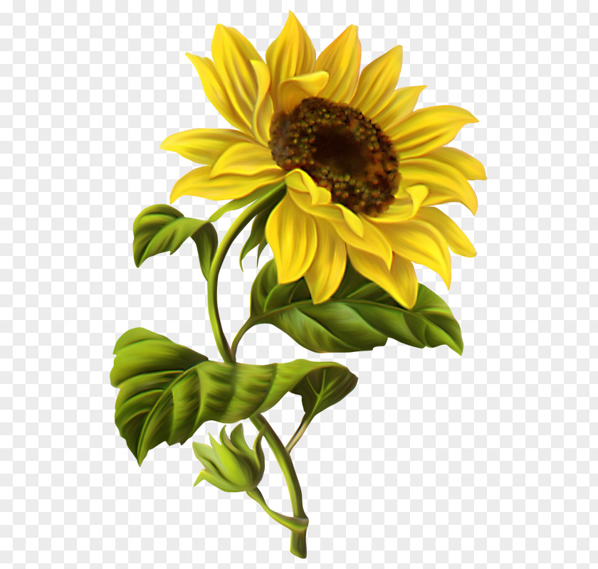Rustic Flowers Common Sunflower Drawing Watercolor Painting Clip Art PNG