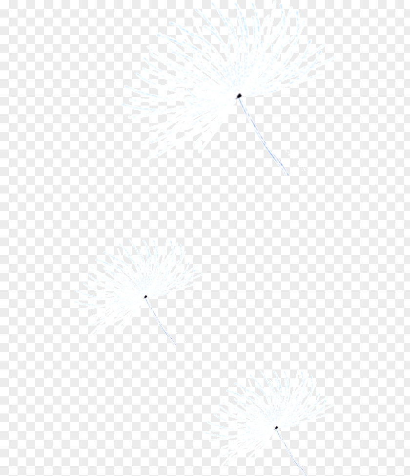 Dandelion Fly White Black Angle Pattern PNG