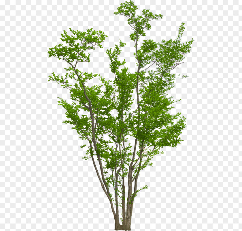Heracleum Plant Twig Family Tree Background PNG