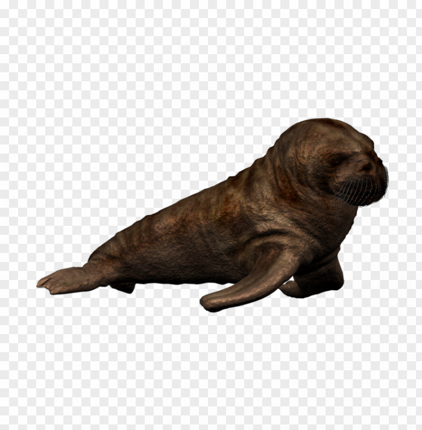 Walrus Calf Sea Lion Pacific Puppy Dolphin PNG