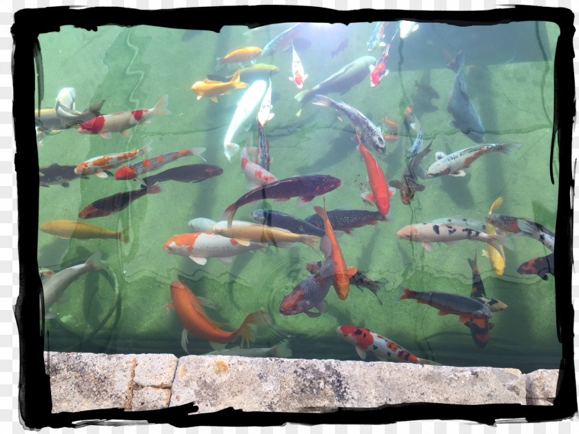 Painting Koi Aquariums Fish Pond Ecosystem PNG
