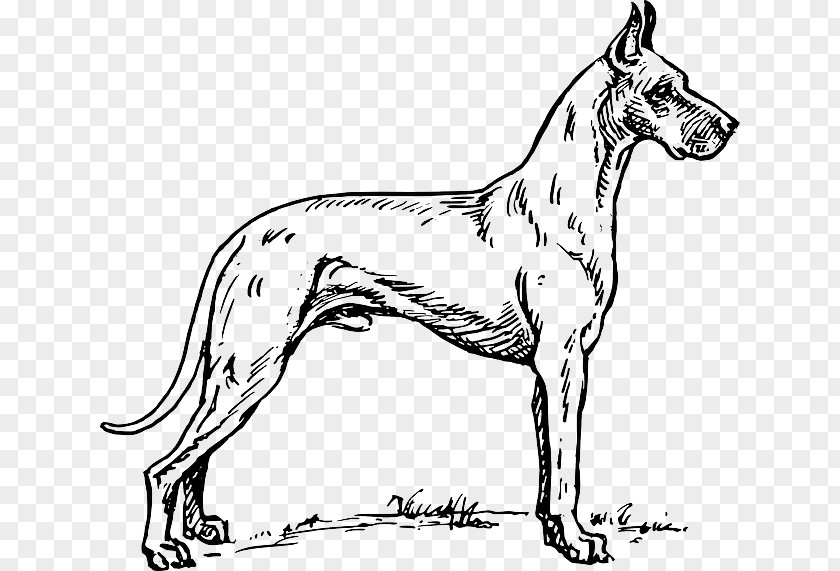 Puppy Great Dane Dalmatian Dog Greyhound Coloring Book Pit Bull PNG