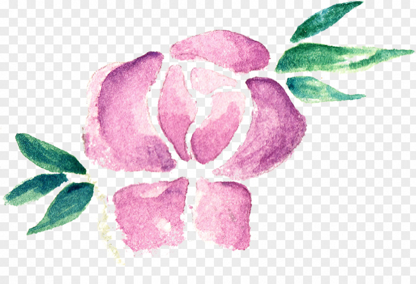 Rose Family Pink M Petal Leaf PNG