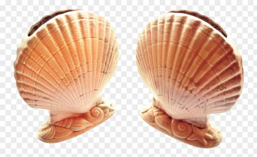 Shellfish Seafood Beach Background PNG