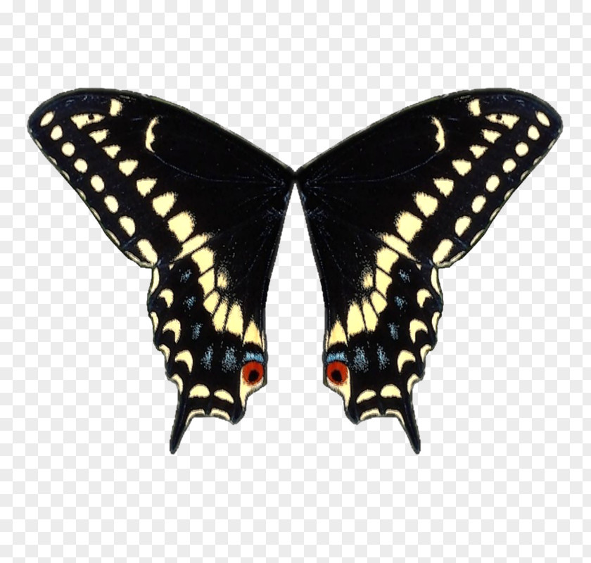 Avril Lavigne Swallowtail Butterfly Black Wing PNG