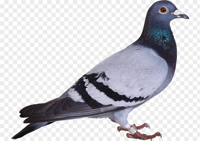 Birds PNG clipart PNG
