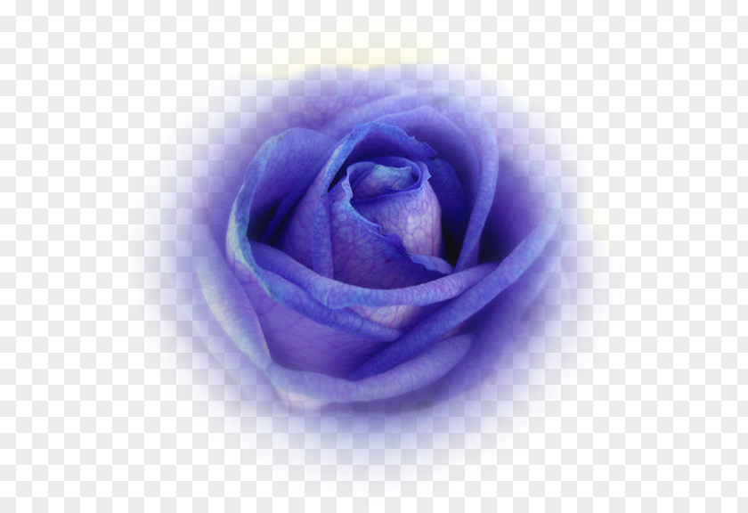 Blue Rose Cabbage Garden Roses Petal PNG