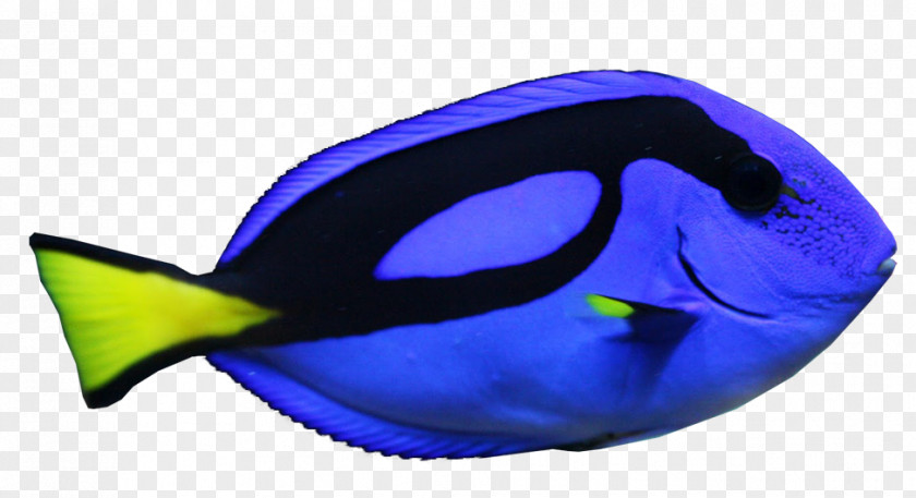 Coral Reef Cartoon Blue Tang Goldfish Image Yellow PNG