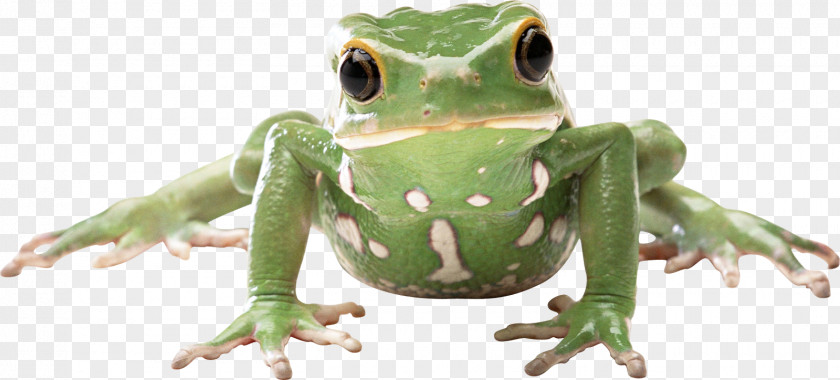 Frog Glass PNG