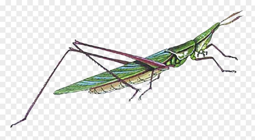 Grasshopper Locust Bush Crickets Caelifera Insect PNG