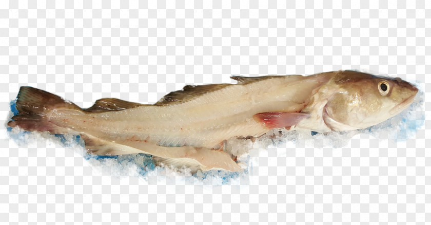 Fish Whitefish Seafood Products Atlantic Cod PNG