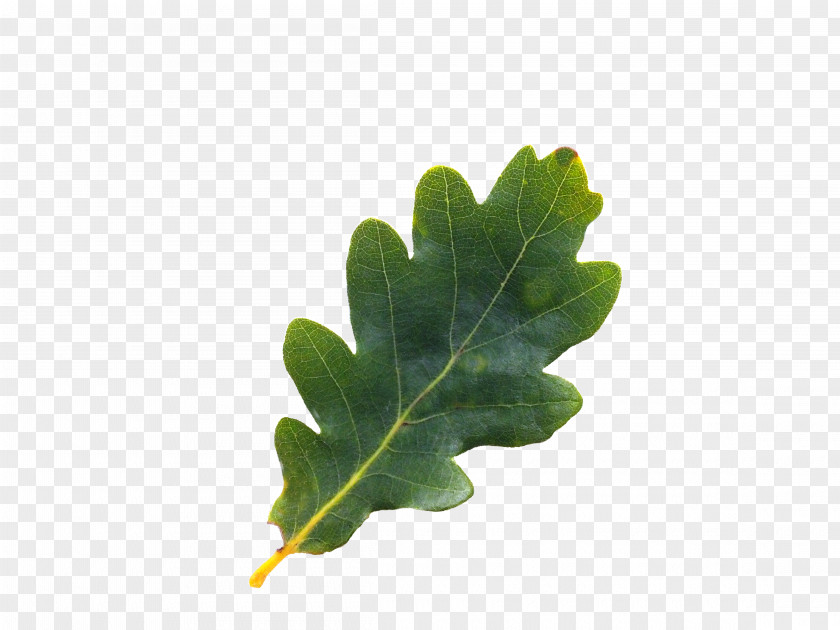 Pepermint English Oak Tree Northern Red Acorn Leaf PNG