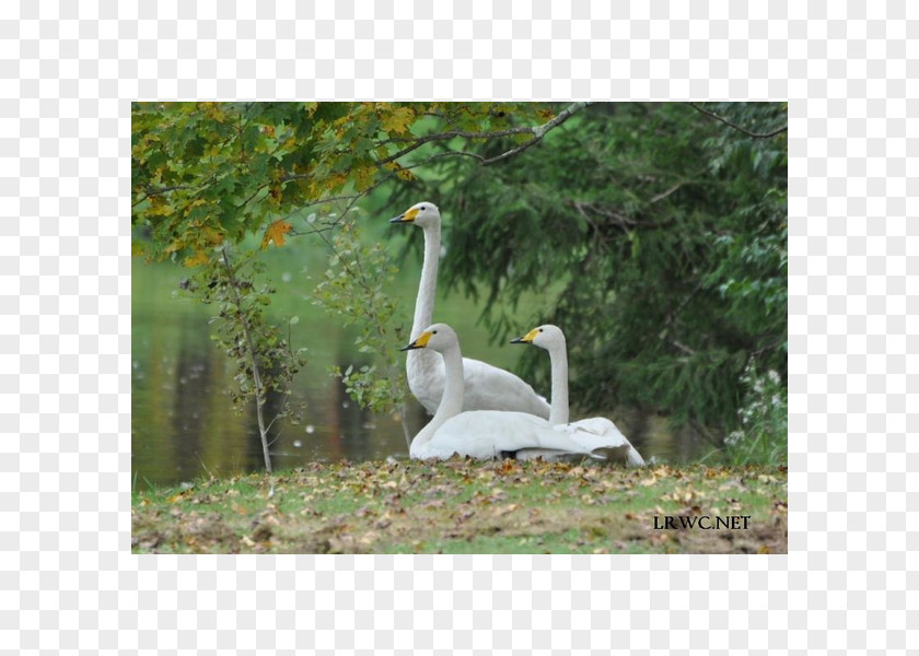 Tundra Swan Goose Whooper Water Bird Cygnini Pelican PNG