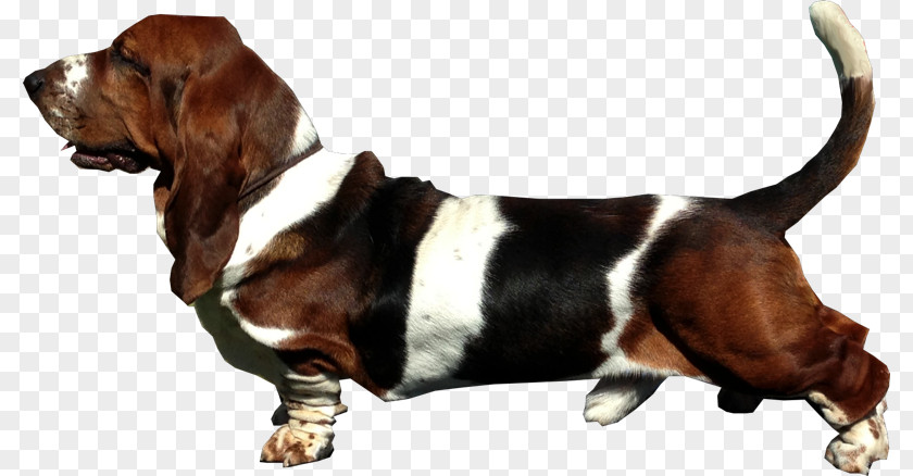 Basset Hound Artésien Normand Finnish Hamilton Harrier PNG