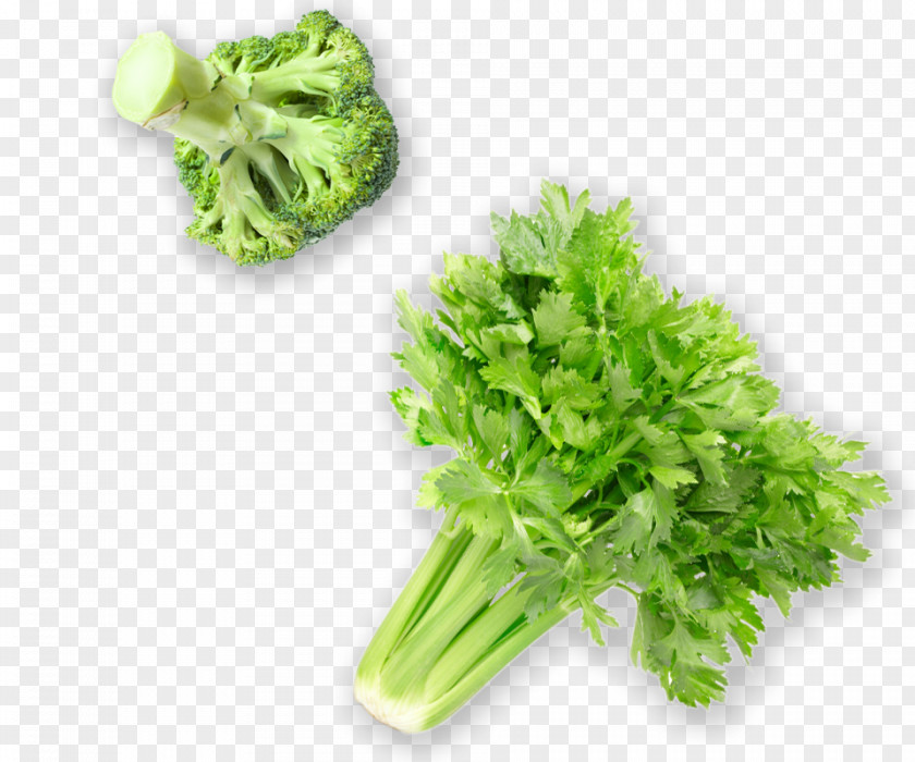 Celery Vegetarian Cuisine Leaf Vegetable Food Herb PNG