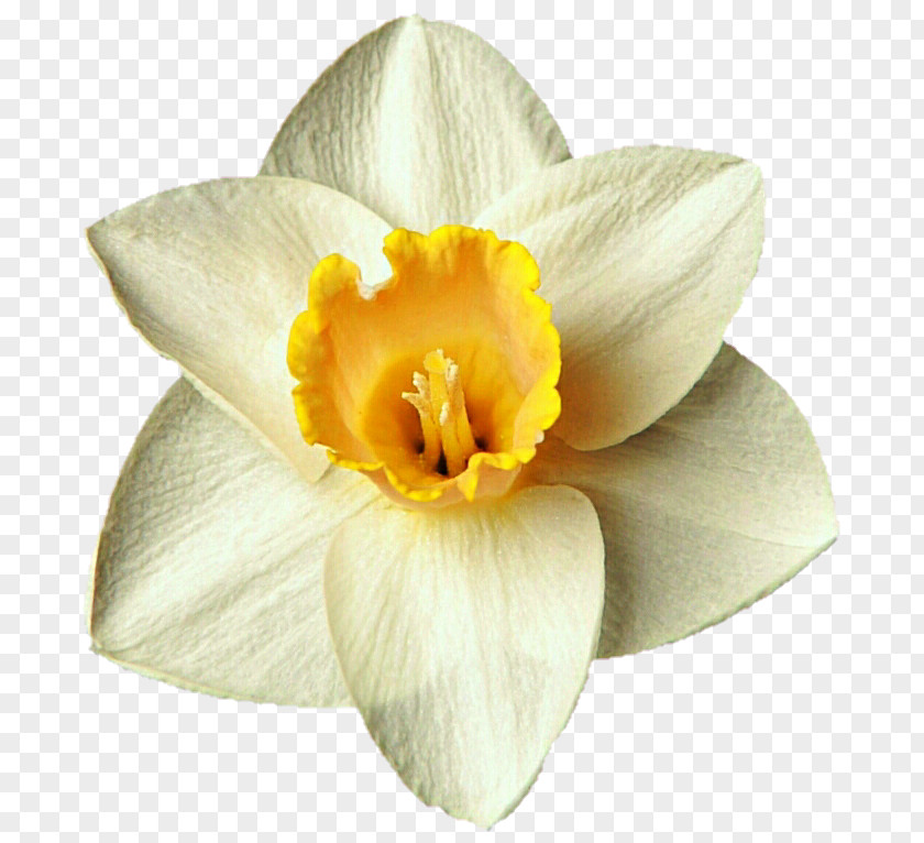 Daffodil DeviantArt Narcissus Clip Art PNG