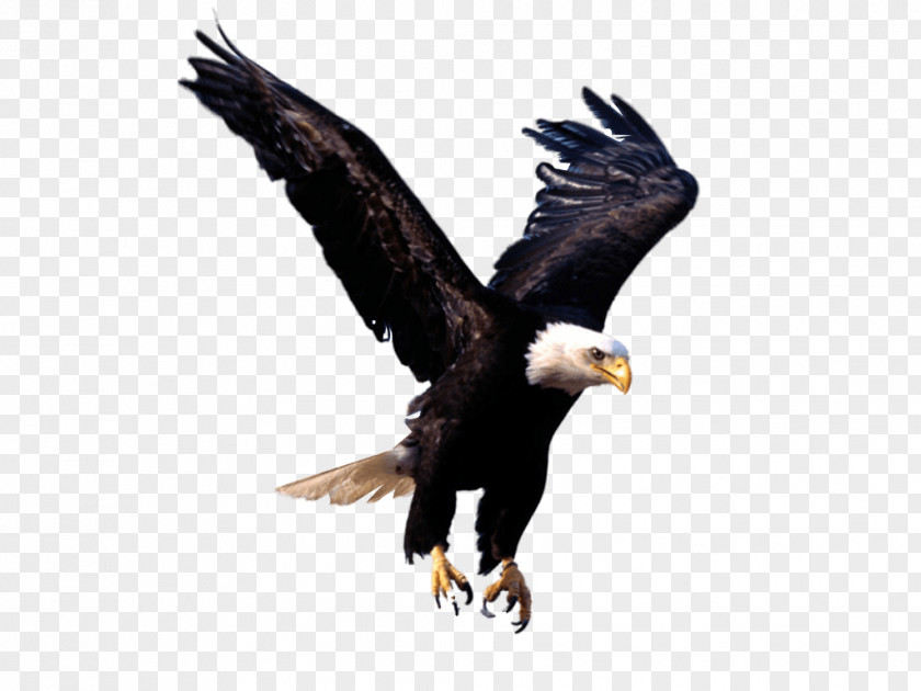 Eagle Image Download Bald PNG