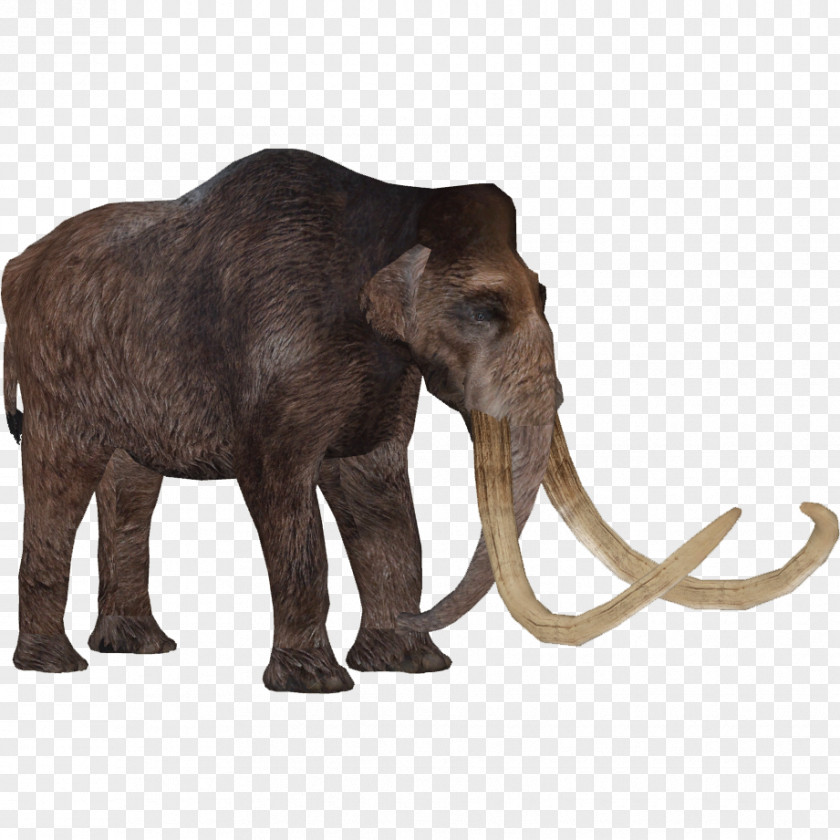 Extinct Animal African Elephant Woolly Mammoth Indian Tusk Elephants PNG