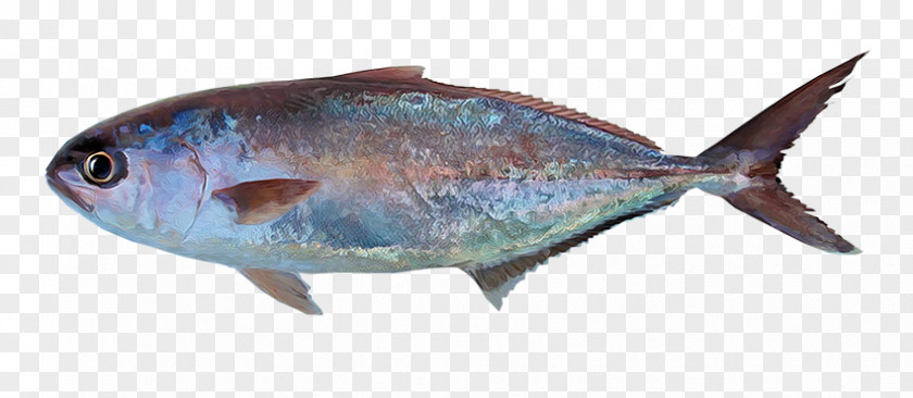 PESCADO Sardine Mar De Grau Fish Sea Greater Amberjack PNG