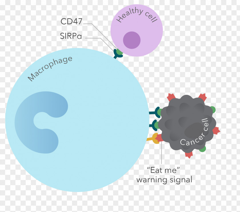 Agriscience Border Immunotherapy CD47 Macrophage Diffuse Large B-cell Lymphoma Immune System PNG