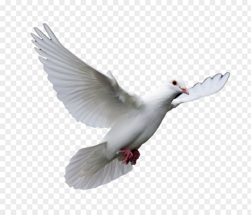 Bird Pigeons And Doves Homing Pigeon Racing Homer Release Dove PNG