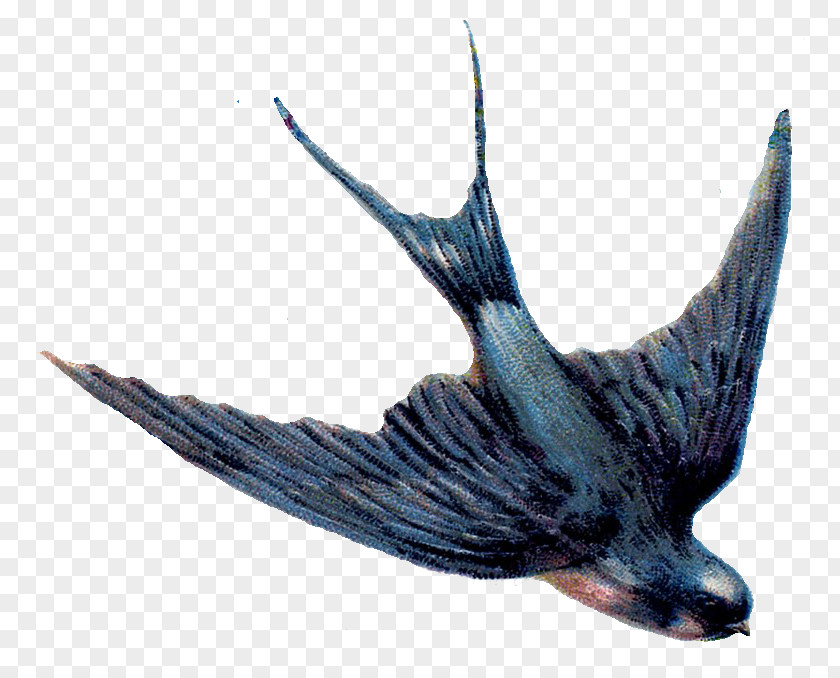 Dove Graphics Swallow Bird Clip Art PNG