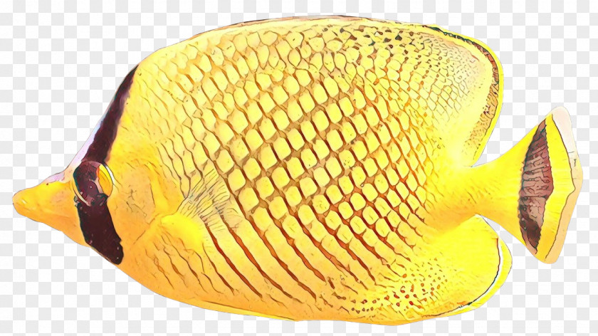 Hat Cap Fish Yellow Butterflyfish Pomacanthidae Headgear PNG