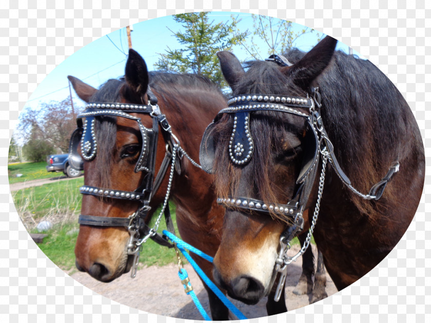 Wedding Carriage Horse Harnesses Twin Ports Bridle Rein PNG