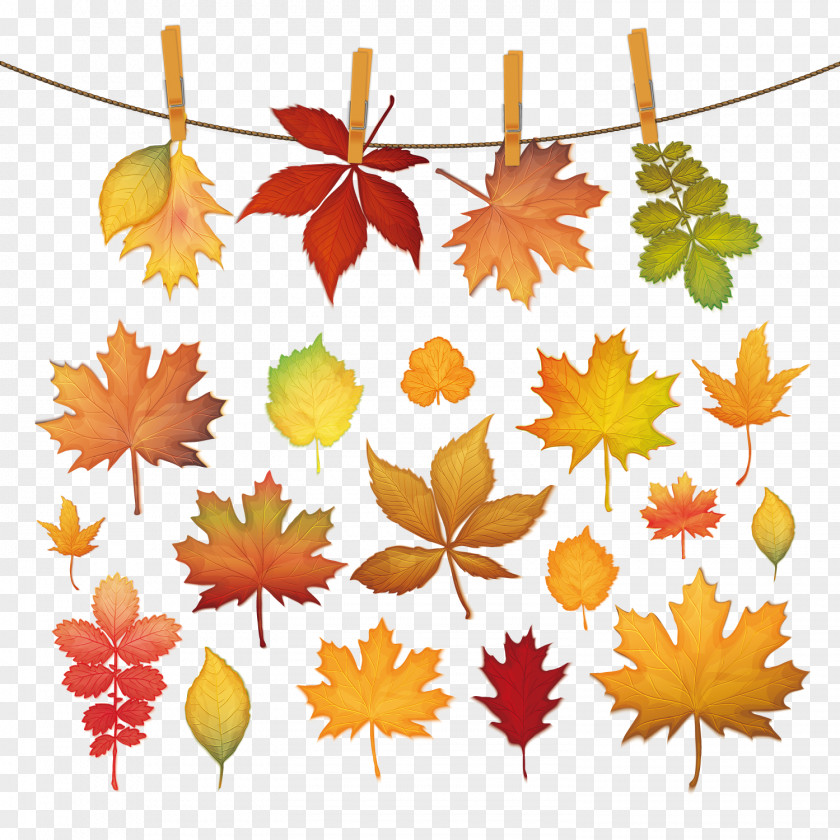 Yellow Maple Leaves Autumn Leaf Color PNG