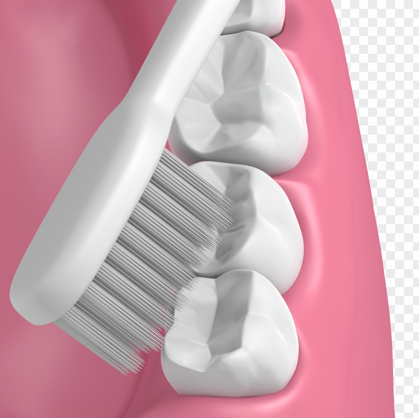 Dental Model Tooth Brushing Bad Breath Mouth Dentistry PNG