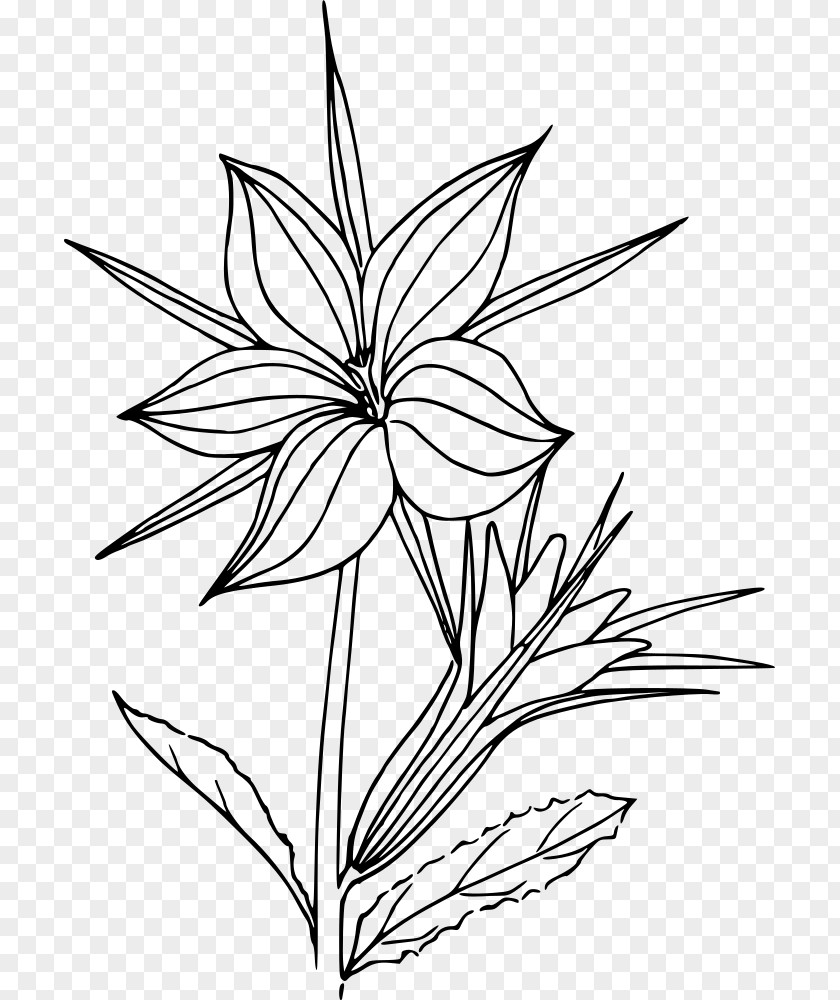 Flower Black And White Line Art Botany Drawing PNG