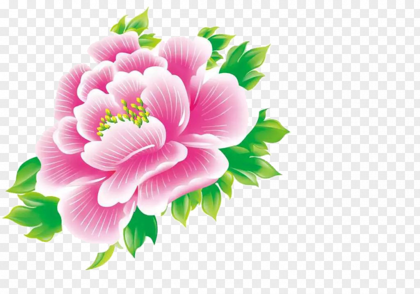 Peony Moutan Floral Design PNG