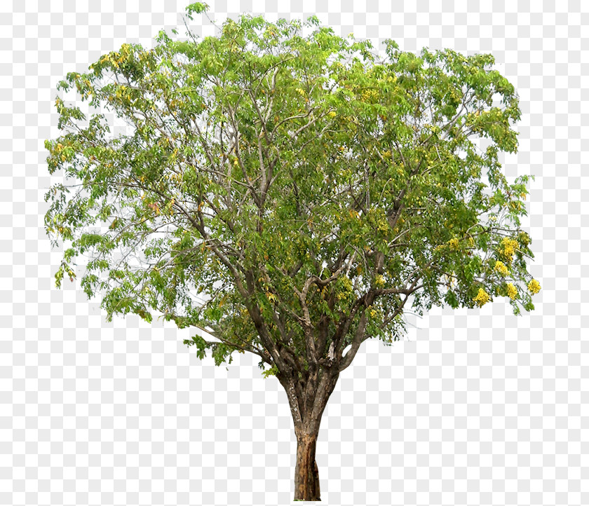 Tamarind Narra Tree Dalbergieae Woody Plant PNG