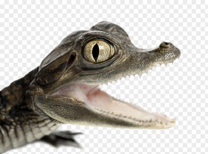 Crocodile Nile Spectacled Caiman American Alligator PNG