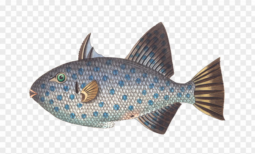 Fish Fishing Animal PNG