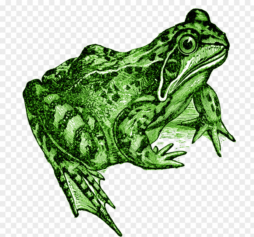 Frog The Common Amphibian Toad PNG