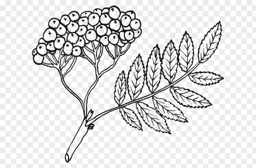 Leaf Coloring Book Line Art Rowan Drawing PNG