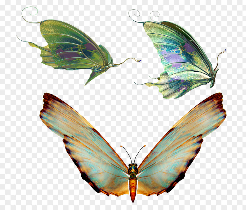 Mariposas Butterfly Insect PNG