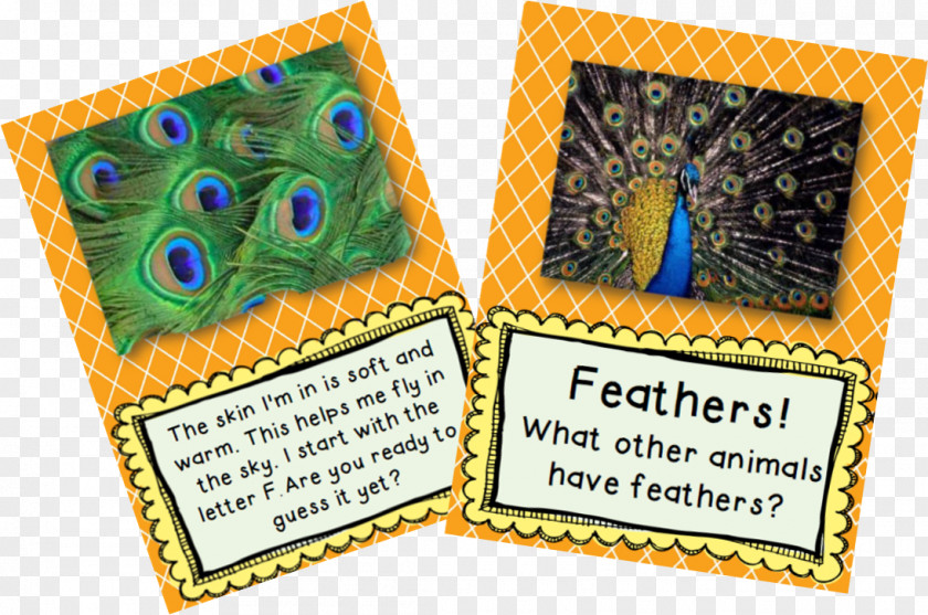 Animal Skin Feather Tail Pavo Mag-Neato PNG
